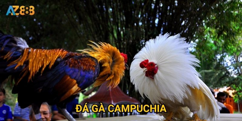 Điều gì làm nên sức hấp dẫn của đá gà campuchia trên Az888? 3 Điều gì làm nên sức hấp dẫn của đá gà campuchia trên Az888?