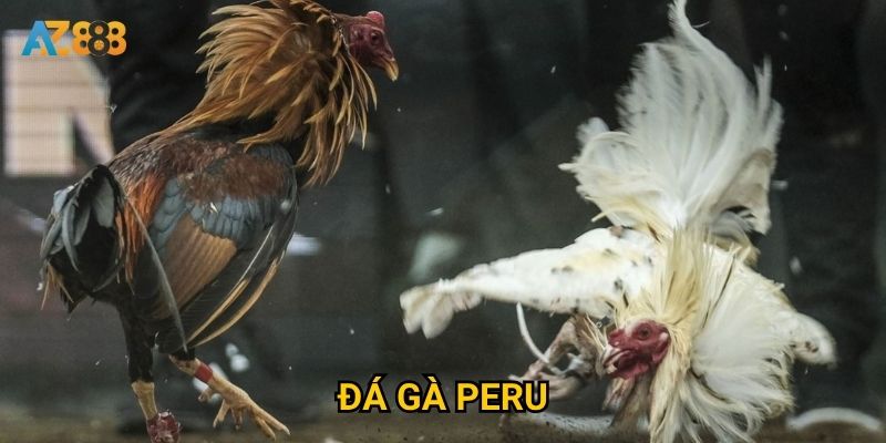 Vì sao đá gà peru tại Az888 ngày càng được quan tâm? 6 Vì sao đá gà peru tại Az888 ngày càng được quan tâm?