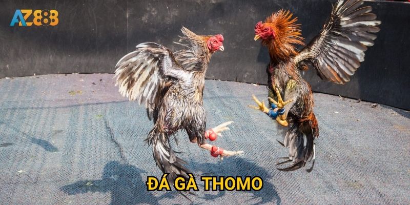 Tại sao đá gà thomo tại Az888 lại thu hút đông đảo người chơi? 2 Tại sao đá gà thomo tại Az888 lại thu hút đông đảo người chơi?